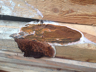 Dry Rot in Dorset
