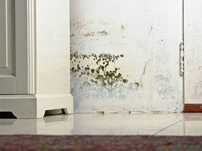 mould removal hampshire