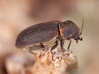 internal waterproofing